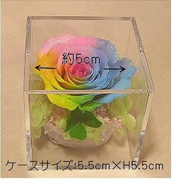 四つ葉のクローバー&虹色の薔薇 レインボーローズ1輪 プリザーブドフラワーアレンジ クリアキューブ 小